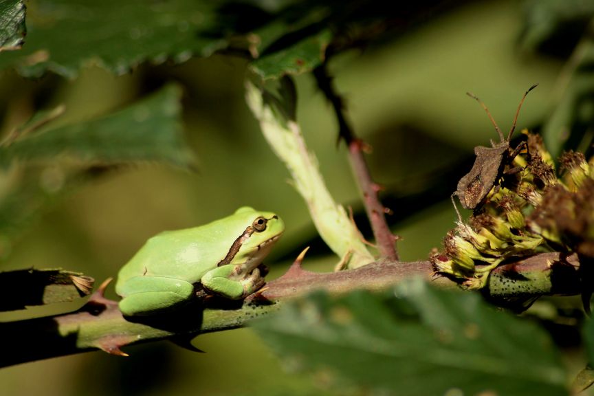 Rana ? raganella Hyla intermedia